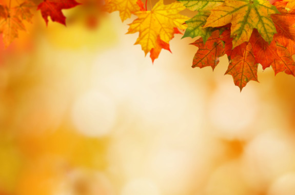 autumn background with maple leaves