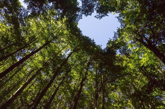 forest