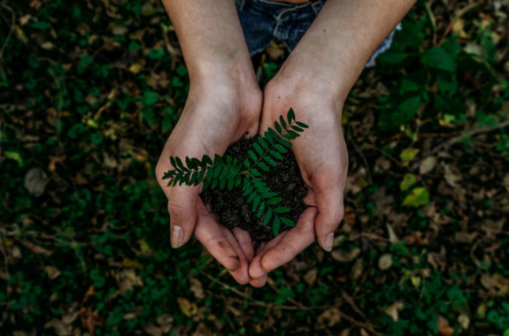 planting a tree